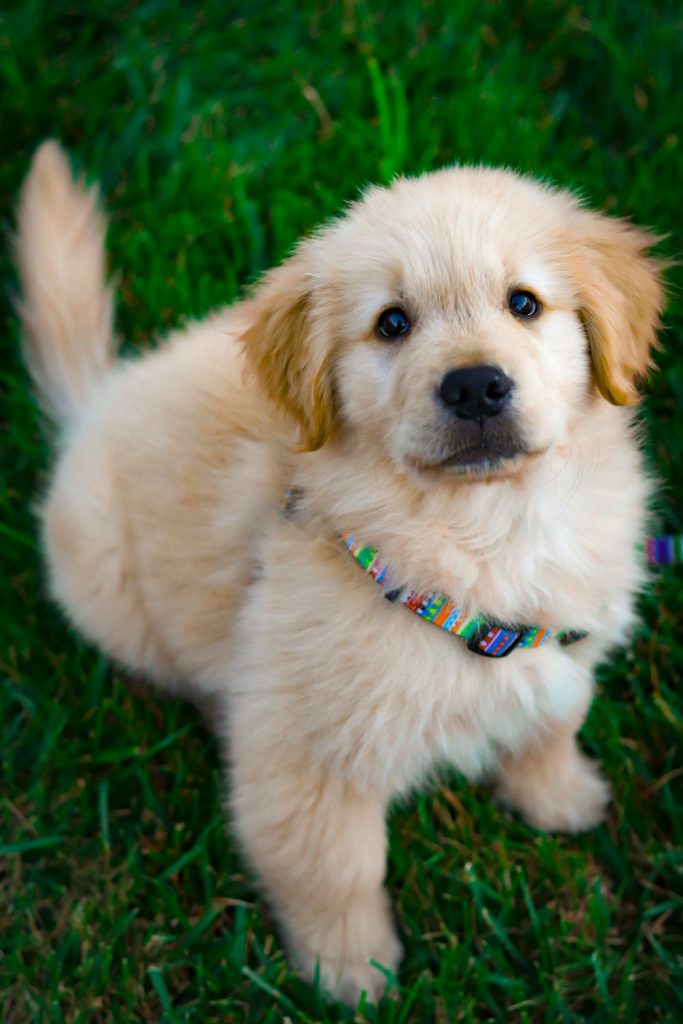 Fluffy puppy looking up