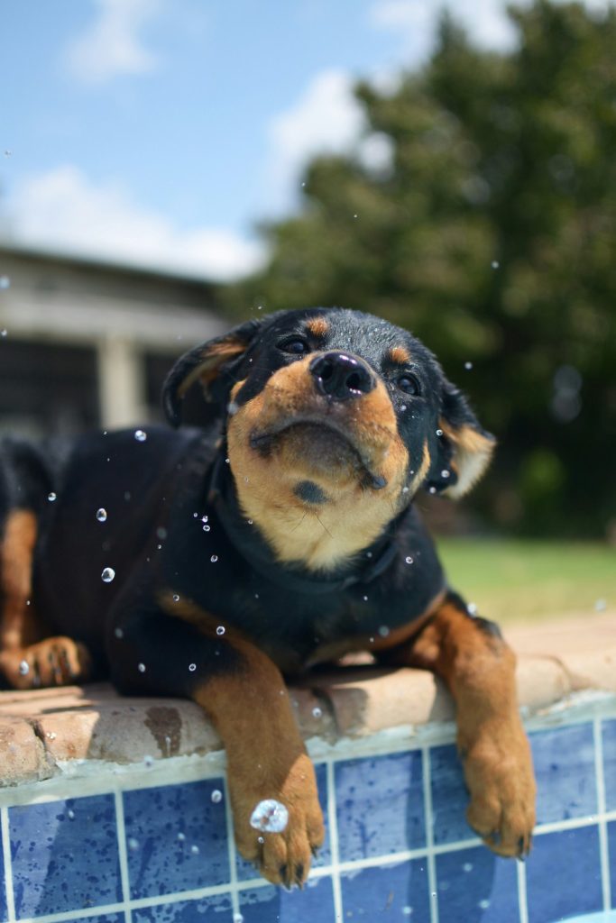 Puppy playing at a pool